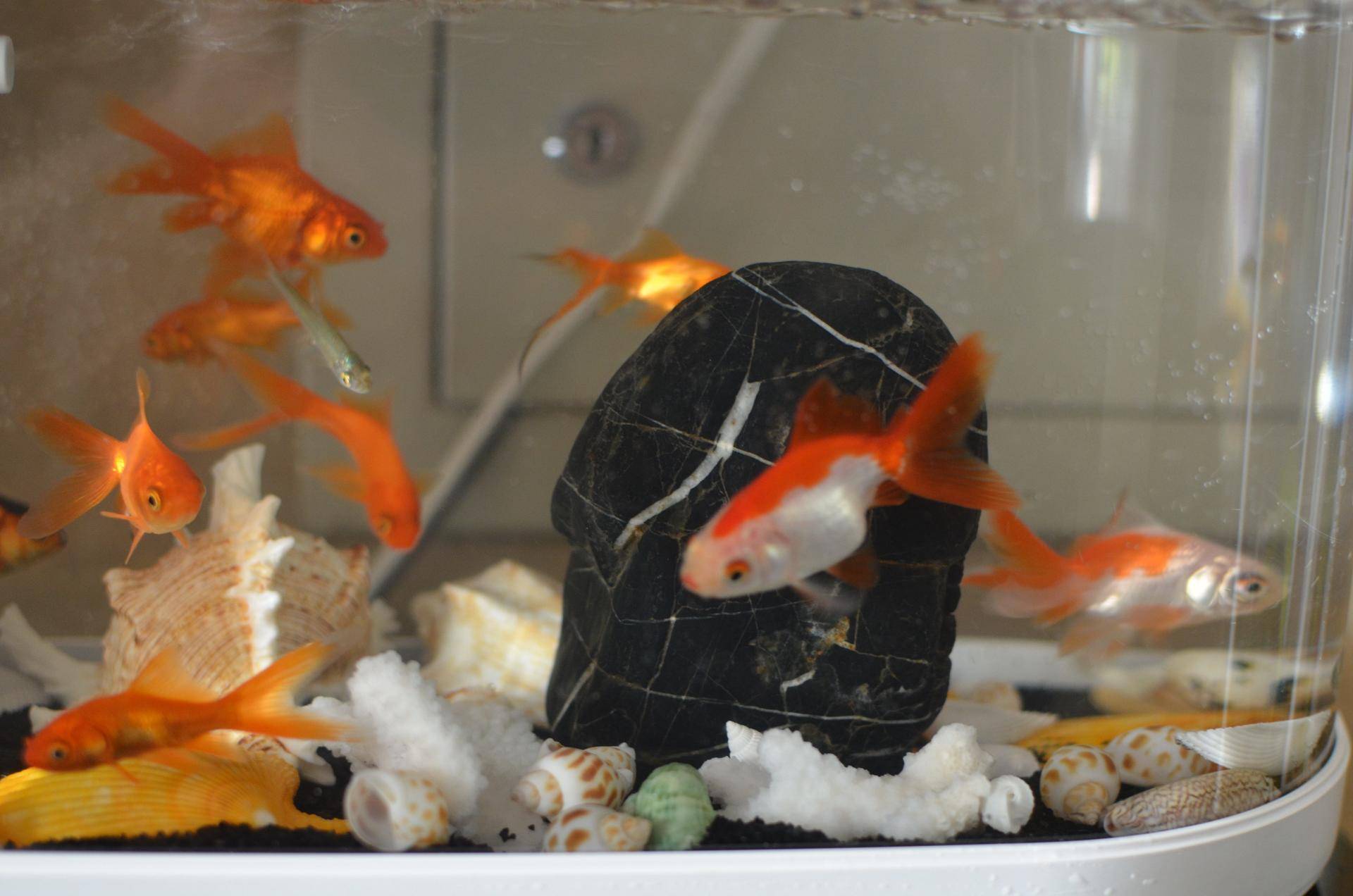 小米生态鱼缸养巴卡雷龙,小米生态缸养鱼入门基础教程