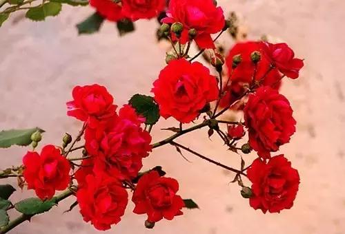 最漂亮10种微型月季,新手必入这8种月季漂亮好养