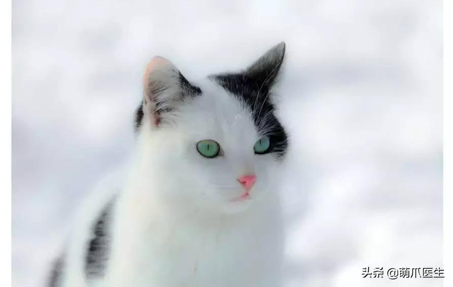 中华田园猫就是叫土猫？论给猫起名，古人可比我们强多了