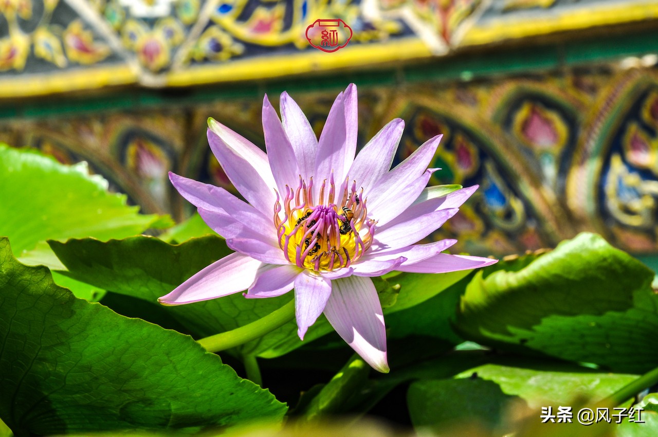 泰国泰拳三大国宝,泰国三大国宝