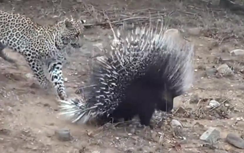 豪猪对战豹子豹子满身都是刺,豹子碰上豪猪竟难以下口