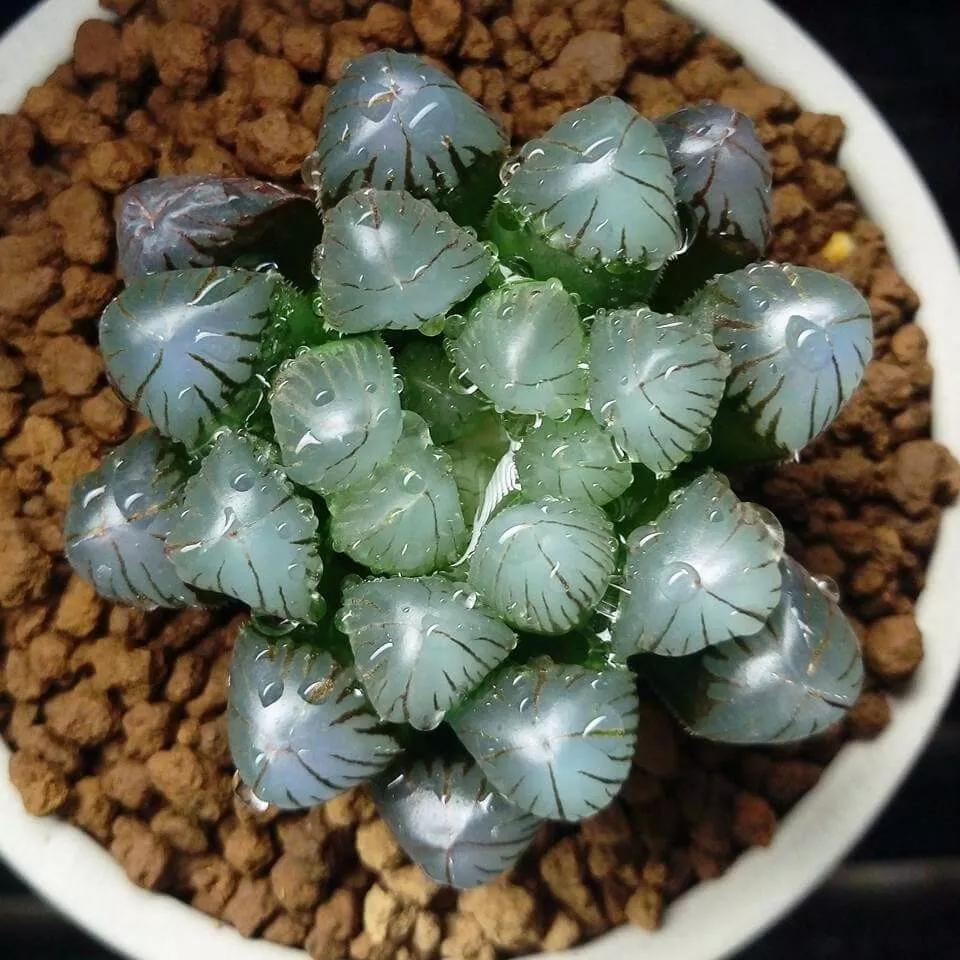 中国十大名贵稀有植物物种,全身是宝的名贵植物有哪些