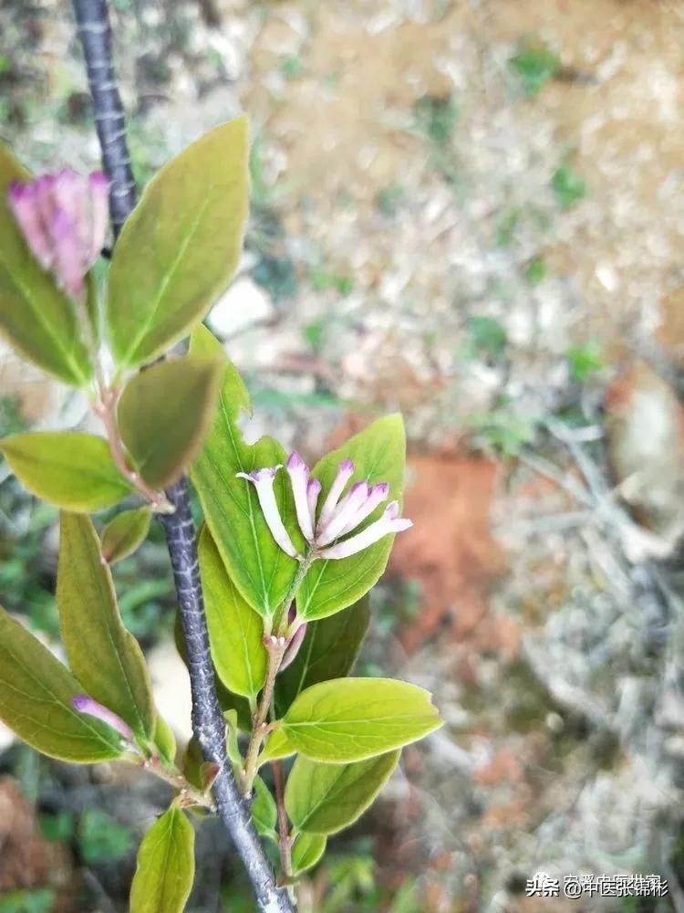 认识身边的中药材,认识中医寻找身边的中药