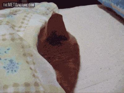 猫咪一直流口水叫声嘶哑,猫咪一直流口水是因为什么