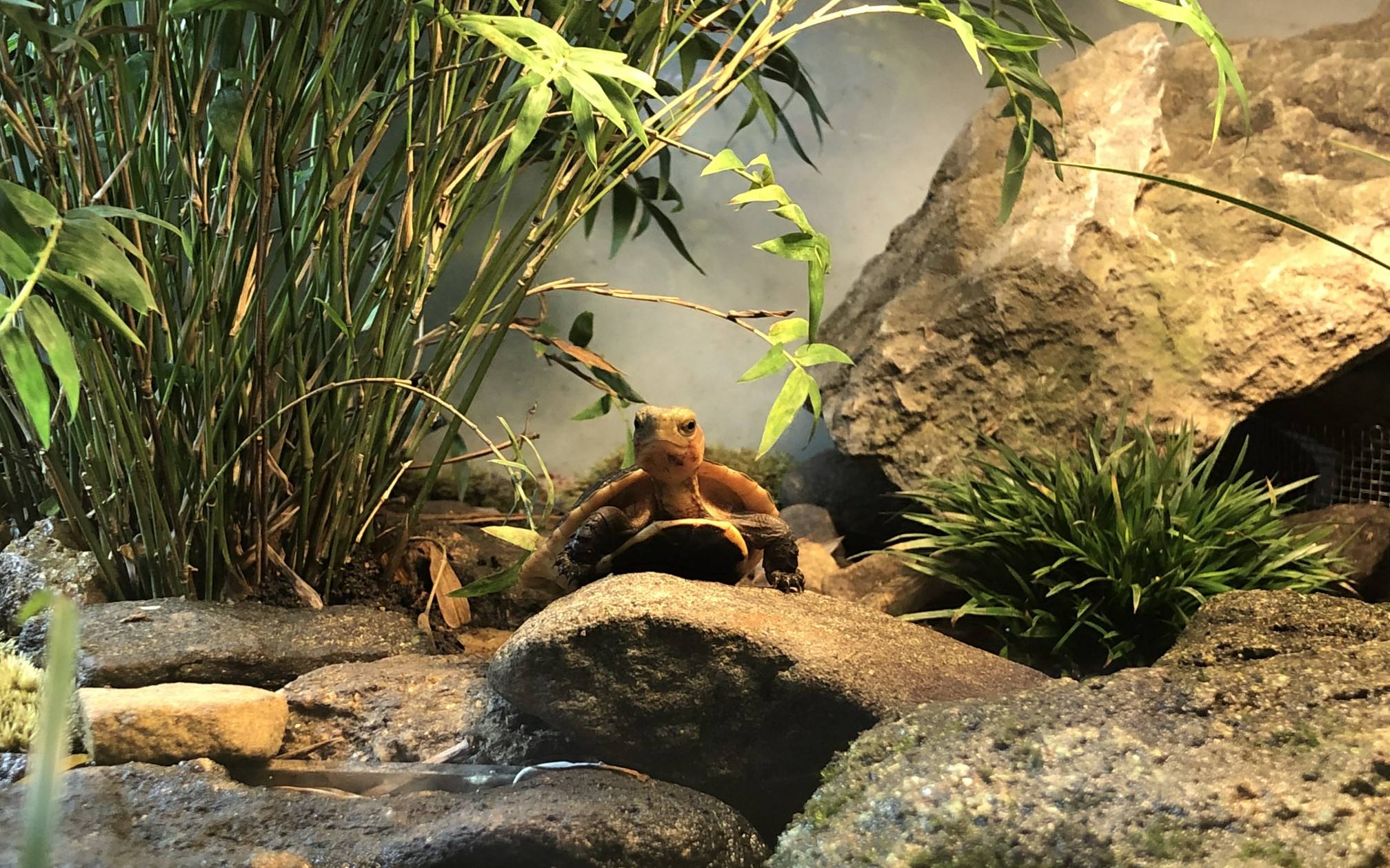 养龟怎么保持水质,养龟保持水质最好的方法