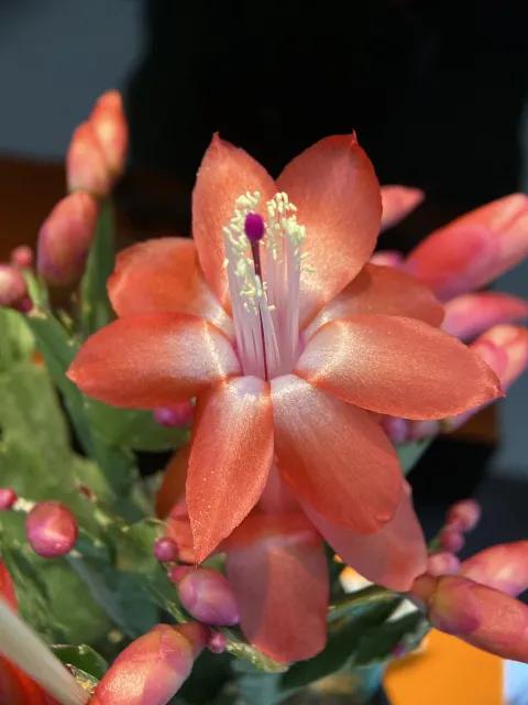 蟹爪兰一盆3个颜色,蟹爪兰100品种图片