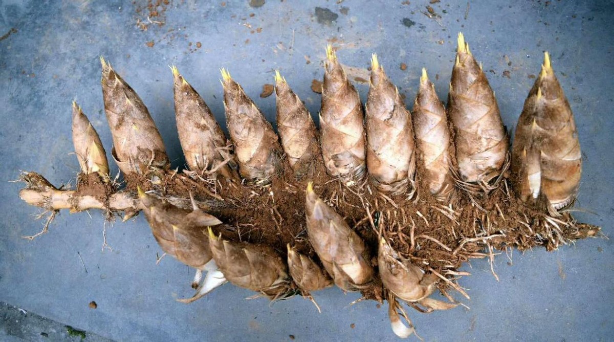 竹子开花立马搬家有这个说法吗,竹子开花马上搬家的说法