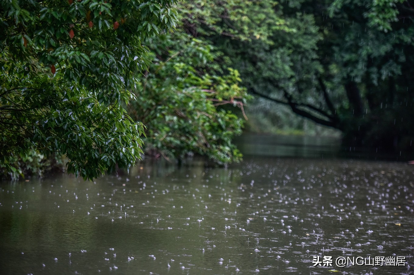 流传近百年的“西溪且留下”,究竟是何种意境?可到杭州亲身感受