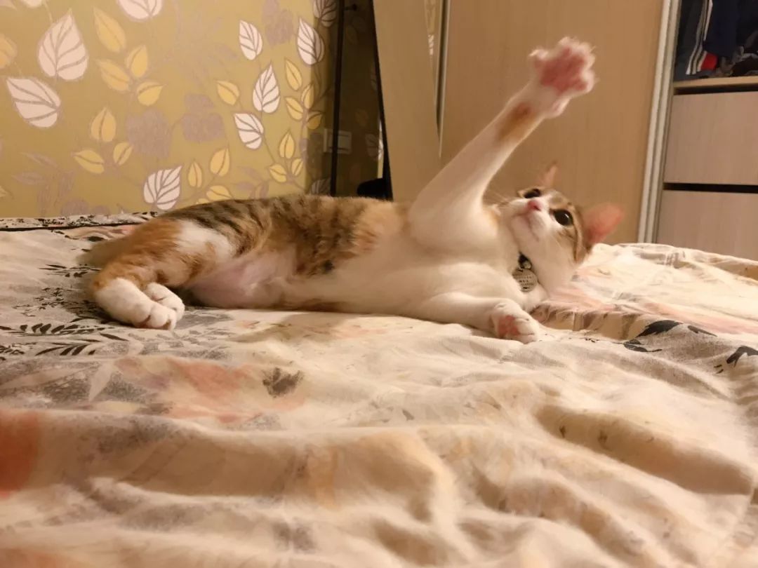 性格最温顺的小猫咪是什么,养一只超凶的小猫咪是什么体验