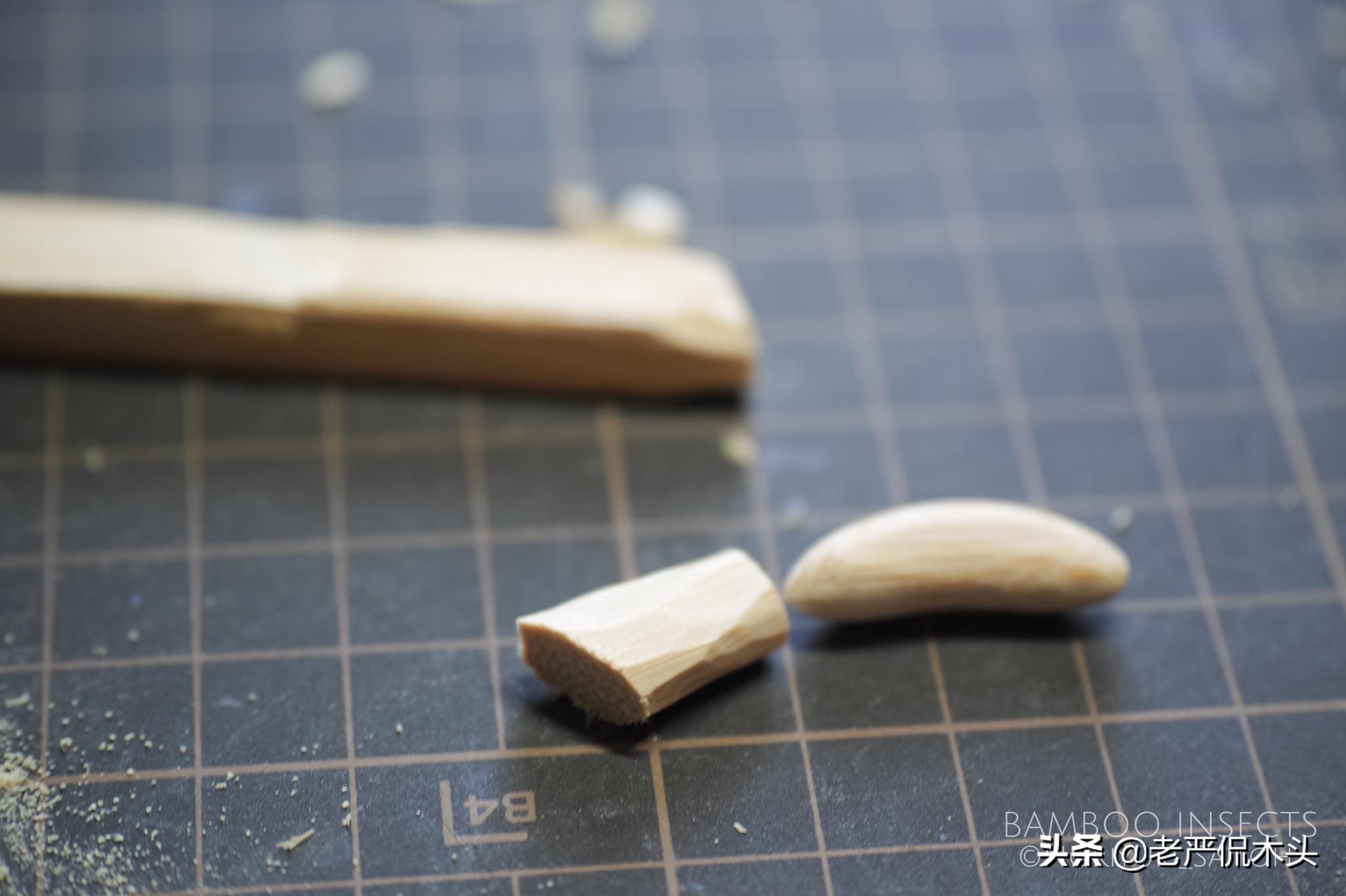 昆虫标本树脂竹节虫,昆虫标本制作竹节虫