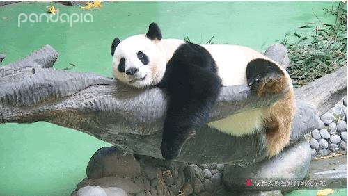 不能出去玩怎么办？滚滚表示在家也可以很快乐