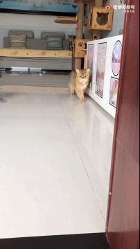 狗狗晕车吐了两次没精神,狗狗晕车吐了主人也吐了