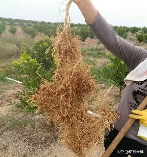 青柑橘如何快速变黄,柑橘怎么防黄叶