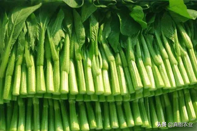 台风助力产区菜价整体飘红10.13广州蔬菜行情