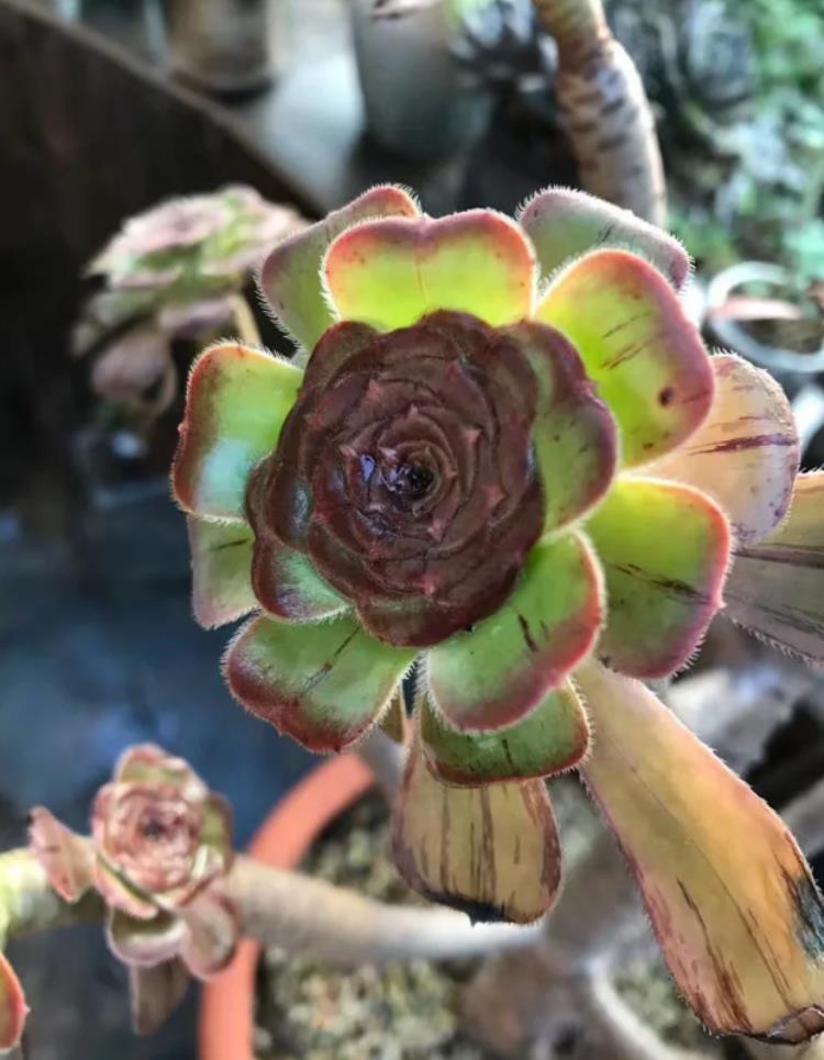 多肉植物法师黑腐了怎么“救”？这2招了解一下吧