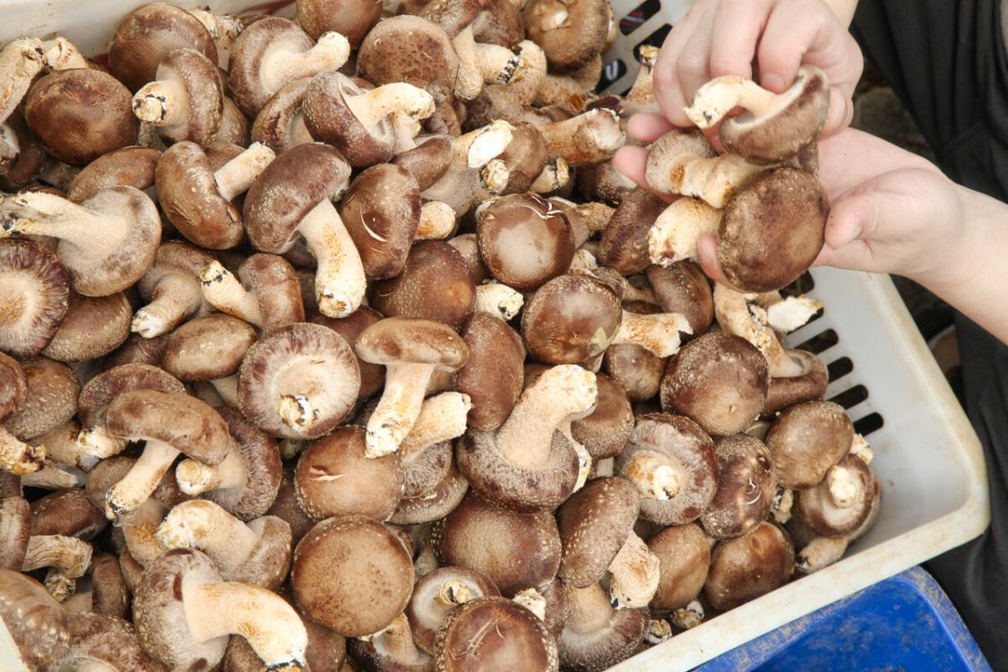 香菇买干的还是新鲜的划算 (香菇买新鲜的好还是干货的好)