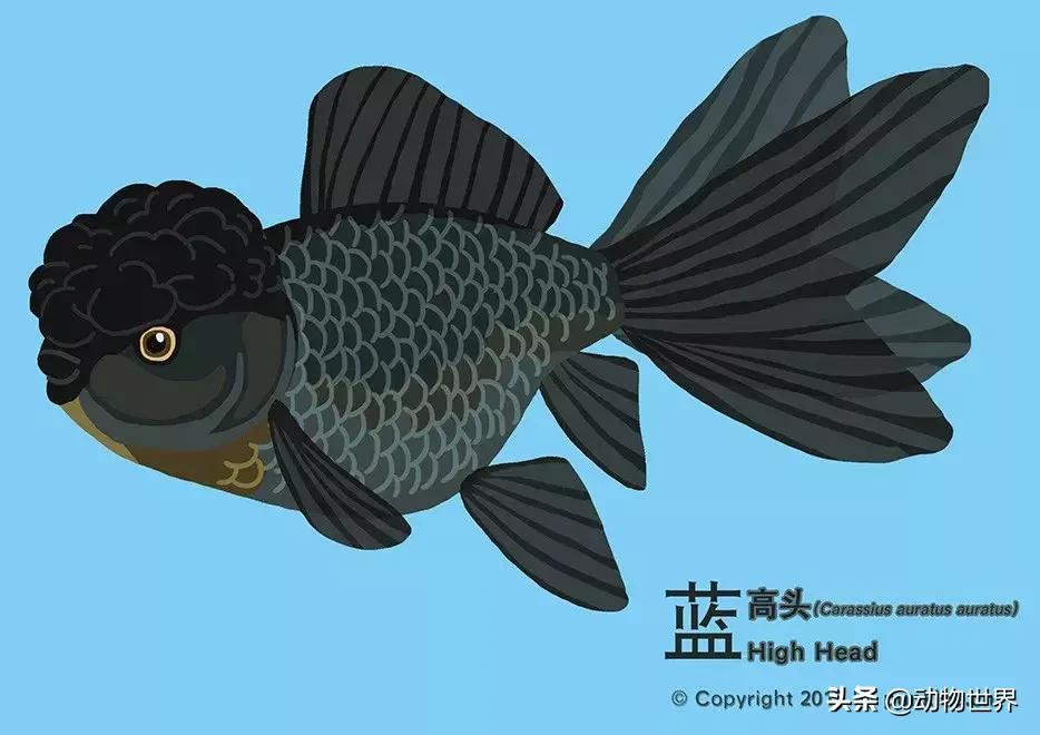 金鱼品种介绍之龙睛高头,金鱼狮子头品种图片大全集