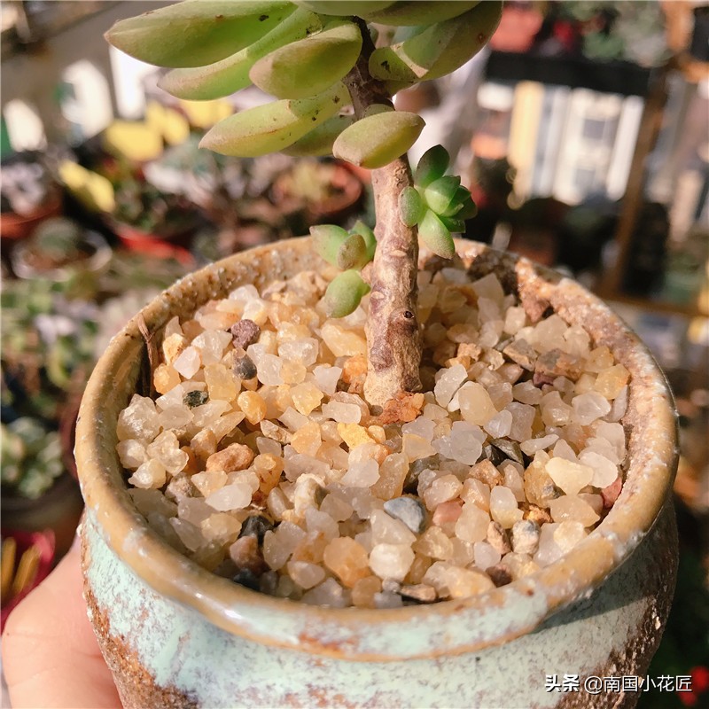 多肉花斑鹿变黄色,多肉徒长的会变成老桩么