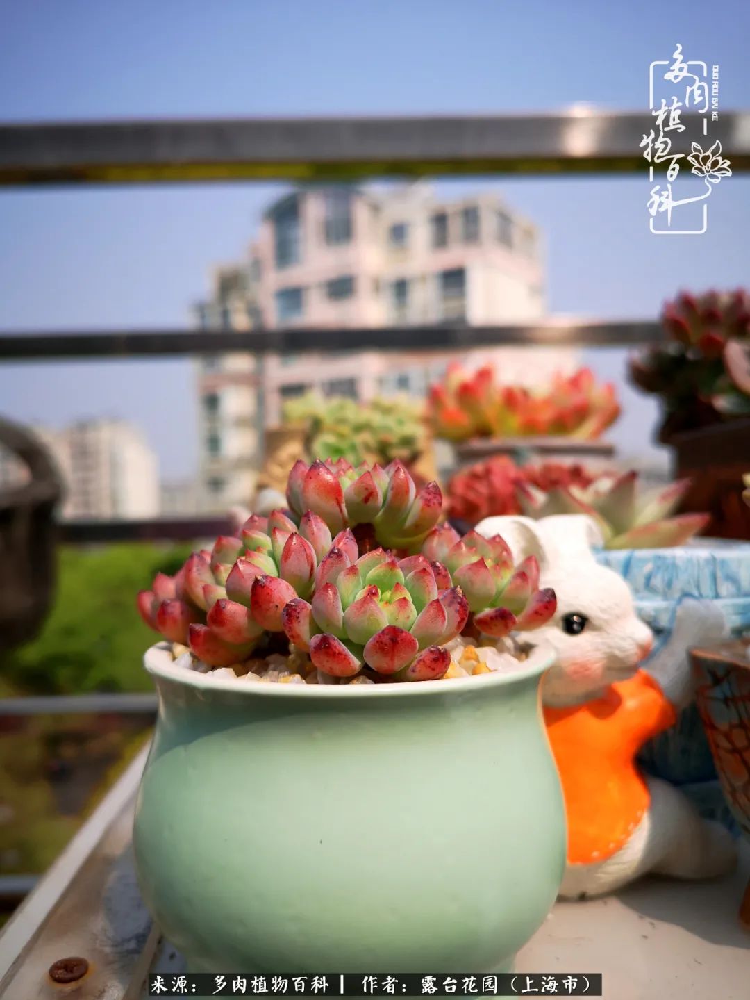 这6种多肉又粉又可爱萌翻少女心,粉粉萌萌的多肉有哪些