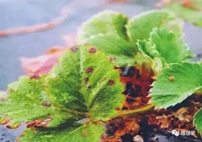 大棚草莓常见病虫害防治方法,南京地区草莓病虫害防治的现状