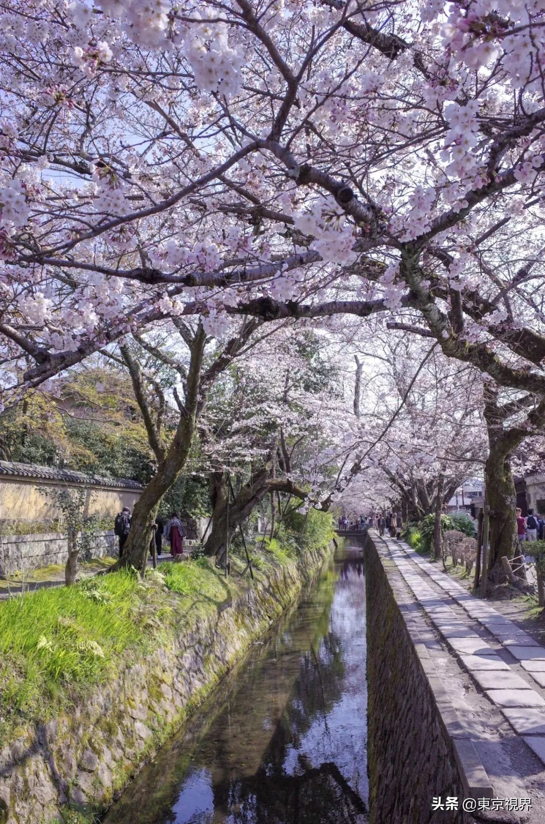 我在京都,攒下一整个春日的绝美樱色送给你。