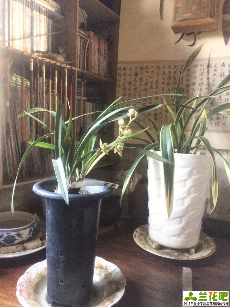 兰花浇水为了达到“润”,在3种花盆上,分享我走的弯路