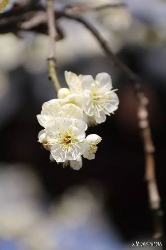 10大名花的美誉,10大名花10大名画配10首诗词