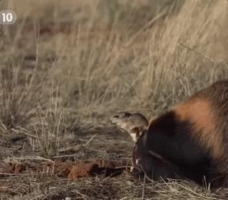你们吃的野味蜜獾，居然是称霸非洲的平头哥