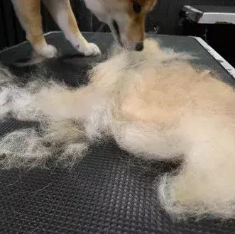 柴犬招财和可爱的小公主,柴犬萌萌