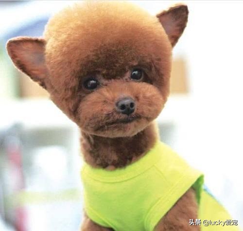 如何选购正宗泰迪犬,怎么买泰迪犬