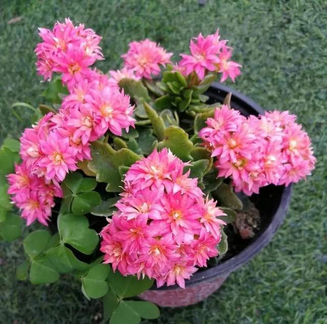 单瓣长寿花品种大全图,长寿花单瓣最好看的品种