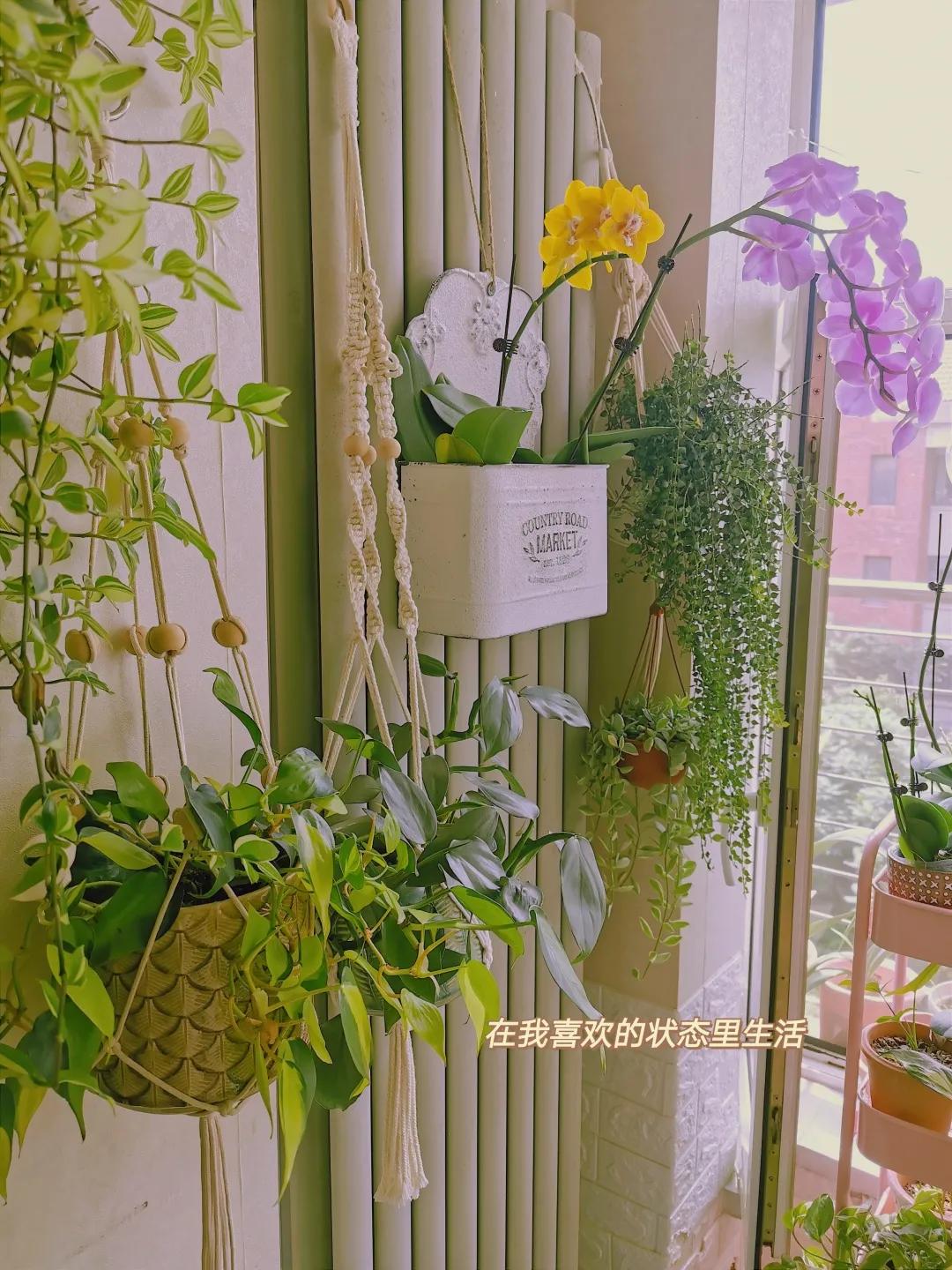 没花园怎么种花？从东北到广东，4位大神在室内种出植物园，绝美