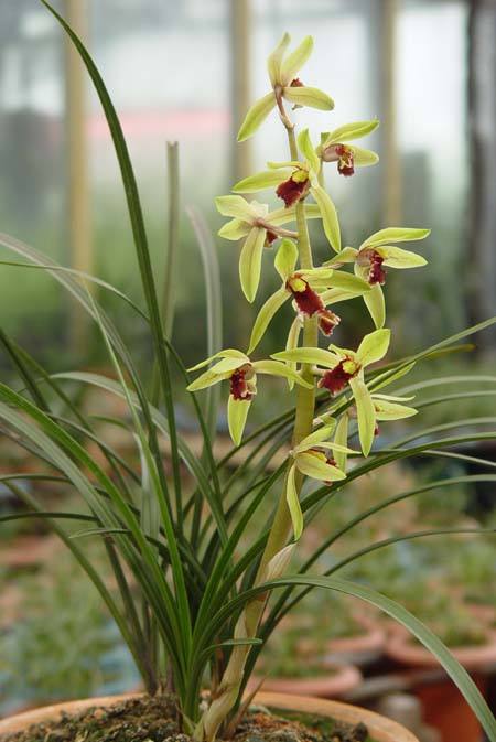 兰花肥伤怎么挽救,兰花枯萎怎么救