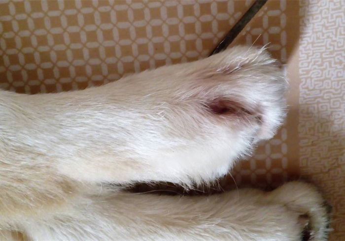 专家辟谣狗狗传染新肺病,狗狗甲沟炎怎么引起的