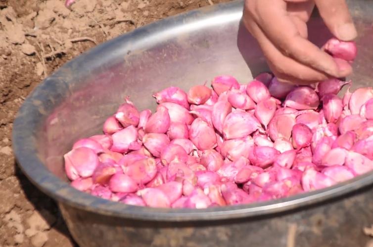 错在方法没用对，大蒜防治锈病，注意2点，农户别再做错了