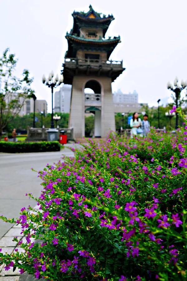 细叶萼距花的养殖方法,细叶萼距花的功效与作用