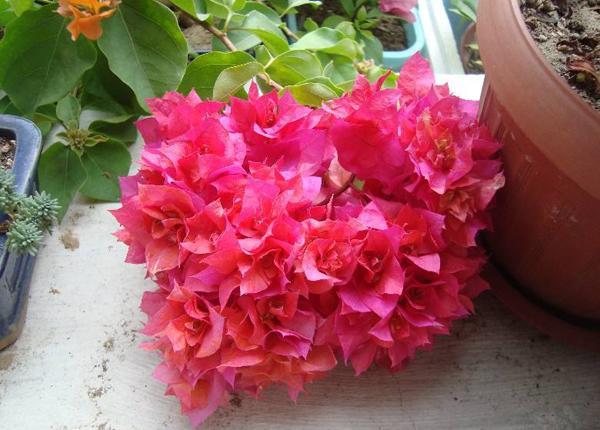 这四种三角梅红得很纯正，色彩鲜艳又漂亮，你喜欢哪一种呢？