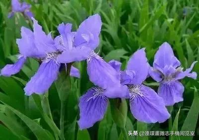 各种花的花语文案,花的花语100种