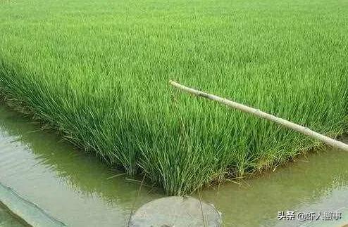 稻田小龙虾养殖技术大全,养稻田小龙虾技术新手入门