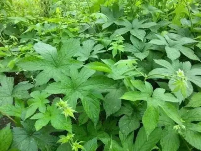 农村常见野花野草,这些野菜农村随处见