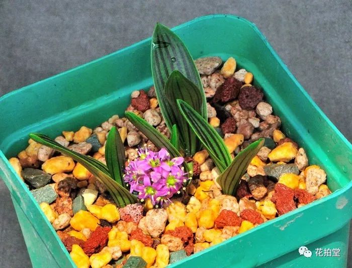 日本山野草缟缦穗，形态小巧可爱，花*诱色**人，好养易活！