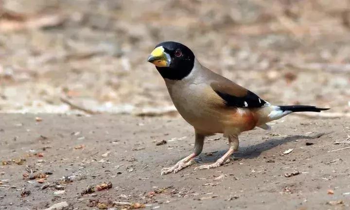 黑尾蜡嘴能独自一只养吗,黑尾蜡嘴驯养