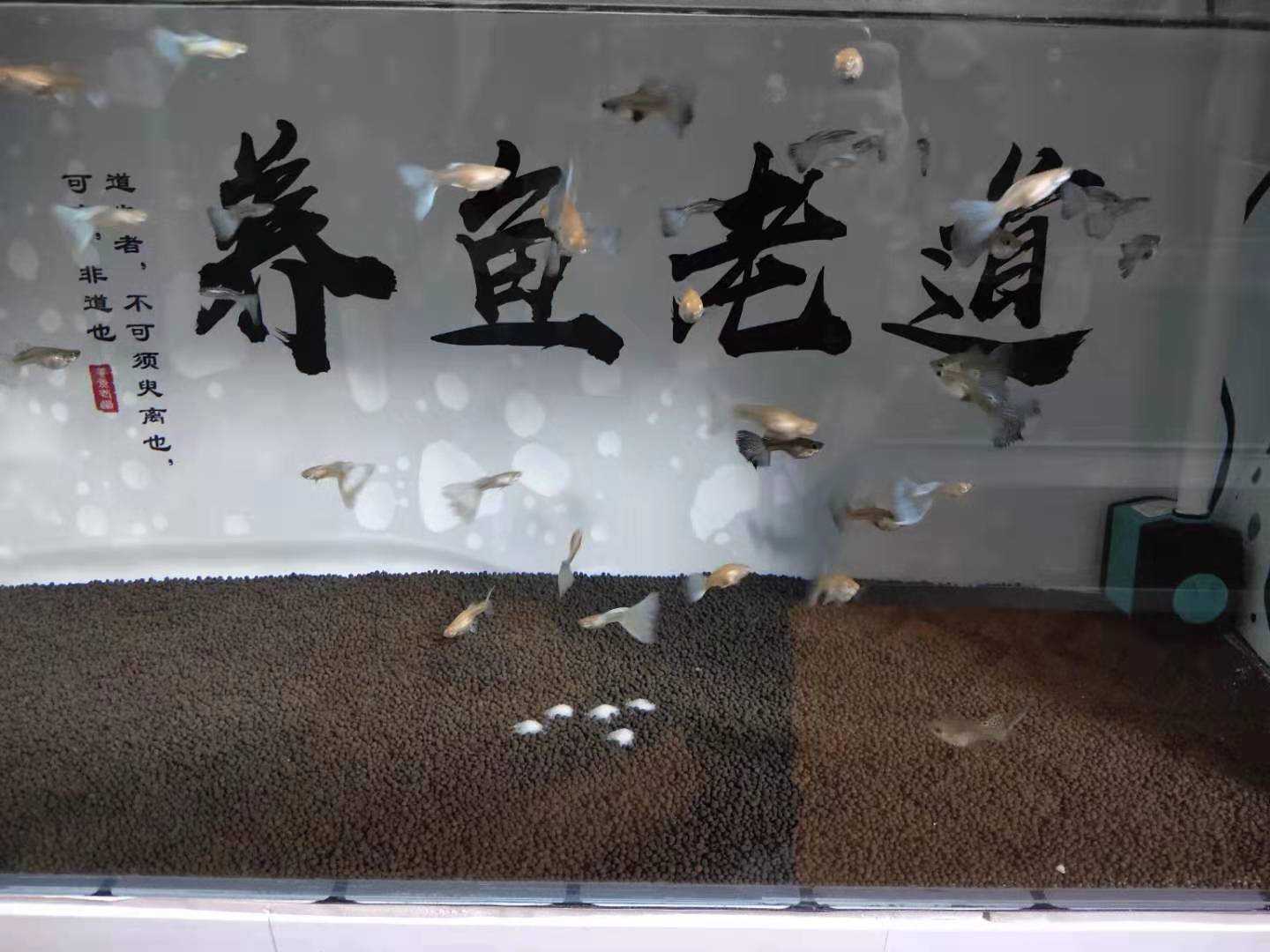 孔雀鱼刚到家怎么处理,怎么判断孔雀鱼生病了