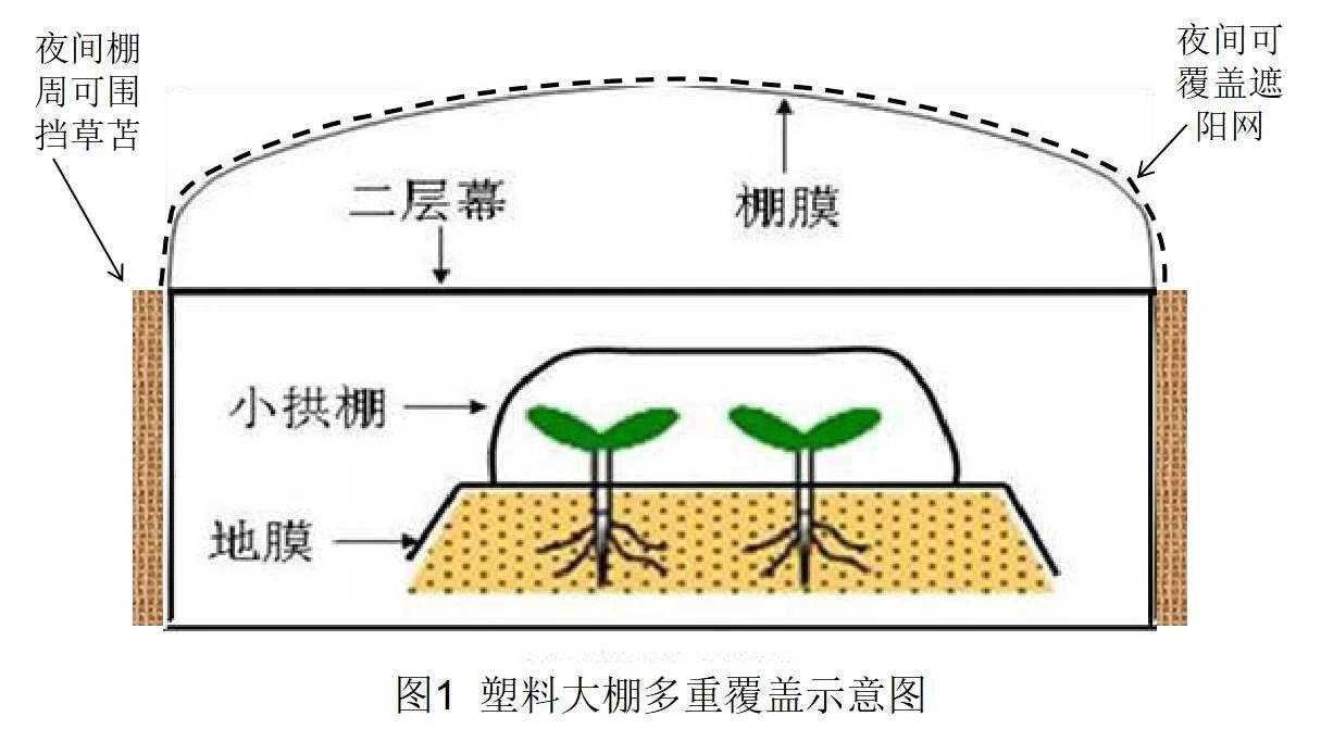 冷棚错峰种植,大冷棚一年四季种植安排