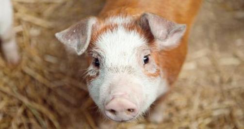 猪上呼吸道感染首选用药,猪的呼吸道传染病有哪些