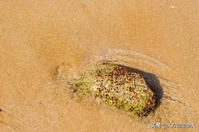 一位导游的枸杞岛之旅 (枸杞岛2021年原创游记攻略分享)