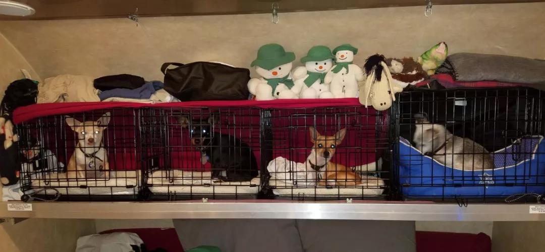 小狗狗护窝最佳处理方法,小狗刚到家笼子怎么布置