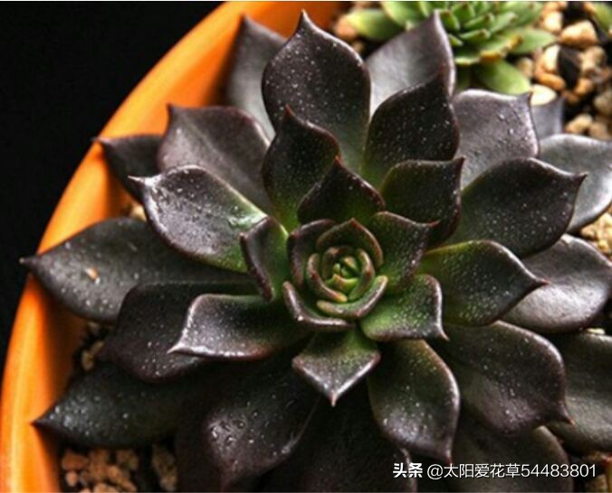黑王子怎么养护多肉,多肉植物黑王子怎么养护视频讲解