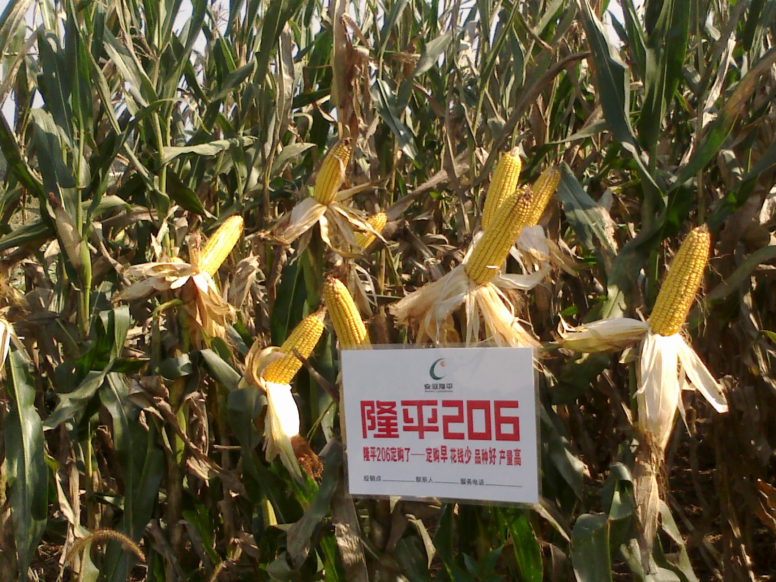 黄淮地区夏播东单1331品种简介,黄淮地区优质高产小麦品种有哪些