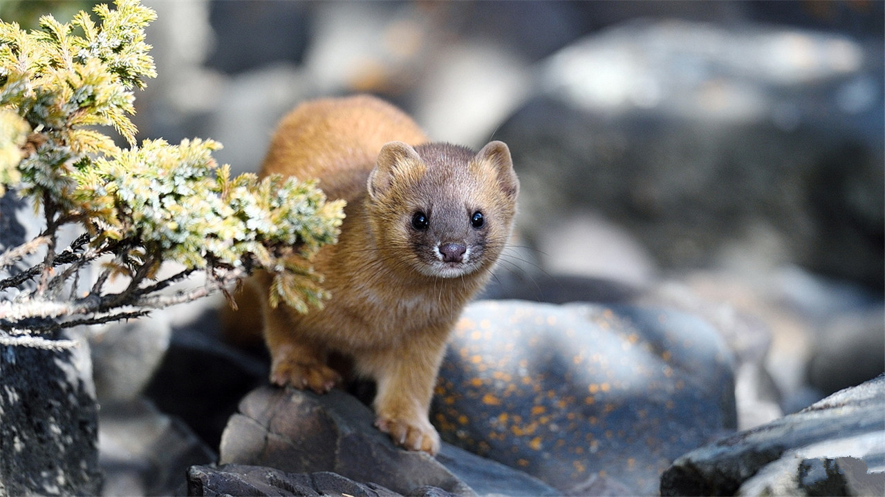 为什么长辈说黄鼠狼不能杀,黄鼠狼为什么不能杀科学依据